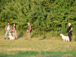 Hundetræning efterår 2015